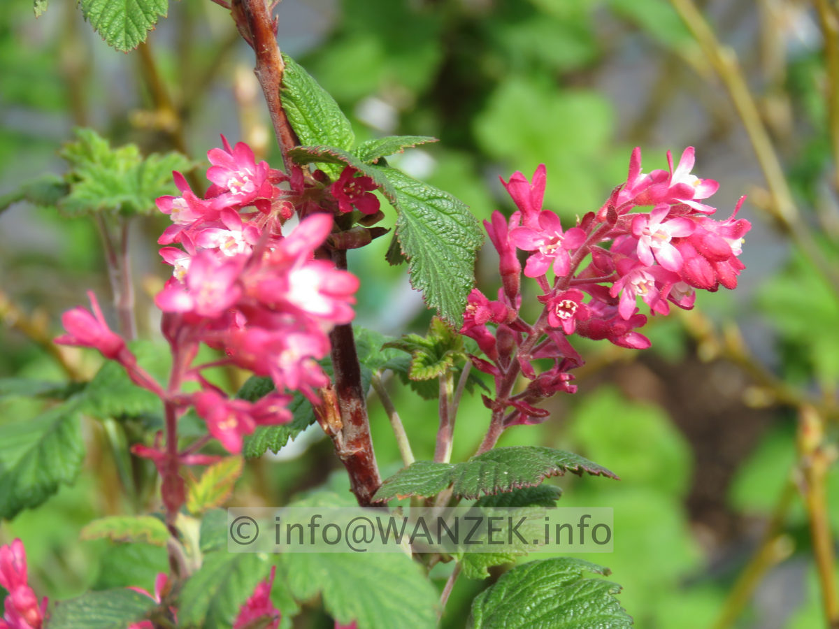 Ribes sanguineum Koja 03.JPG